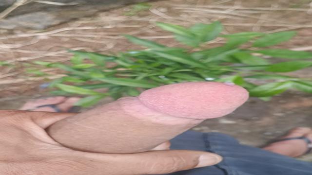 Fertilizado as plantinhas 
