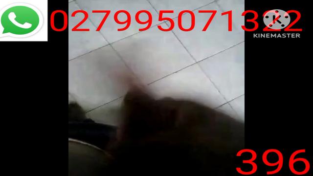 VIDEO BATENDO PUNHETA E GOZANDO GOSTOSO.