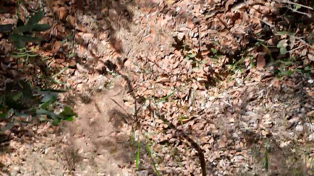 De cueca pau durasso