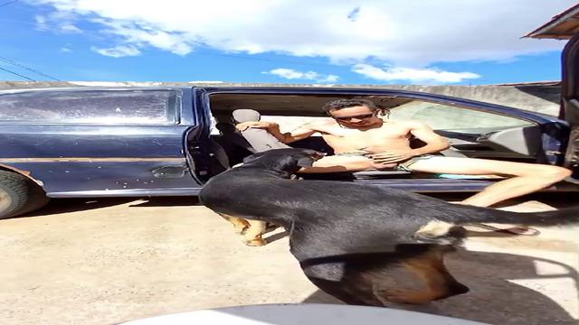 Eis que surge meu cachorro Gambiarra. Veja o final.