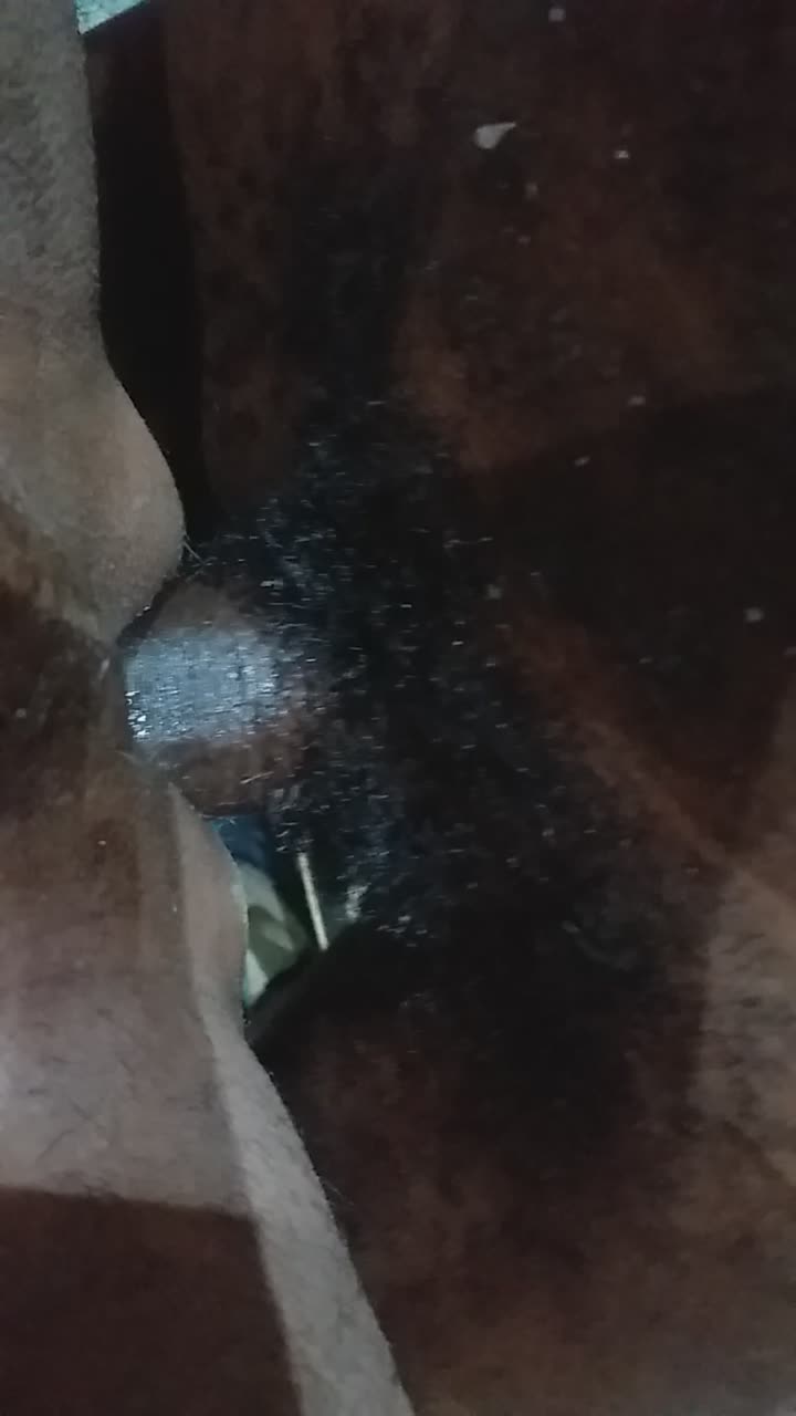 manba negra