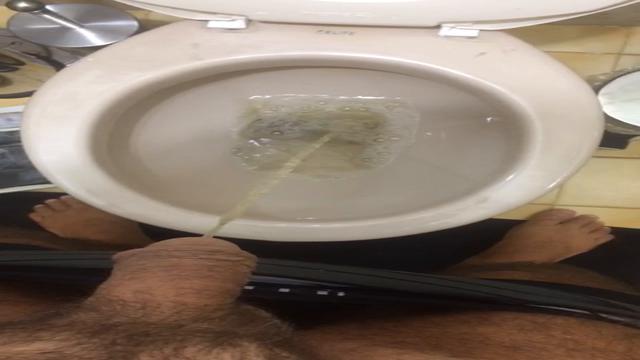 Solo - First piss of the day