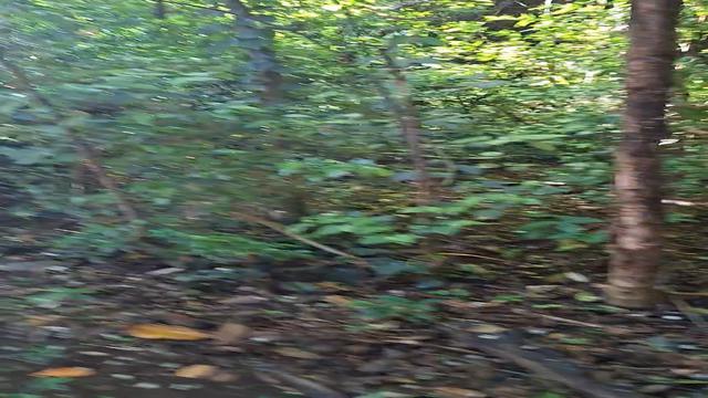 Caminhada no bosque viadinho levou leitada 