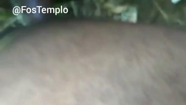 Grupal no mato