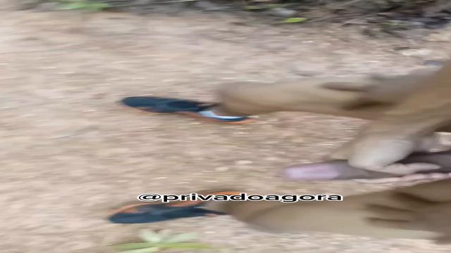 Comi esse pauzudo no parque...