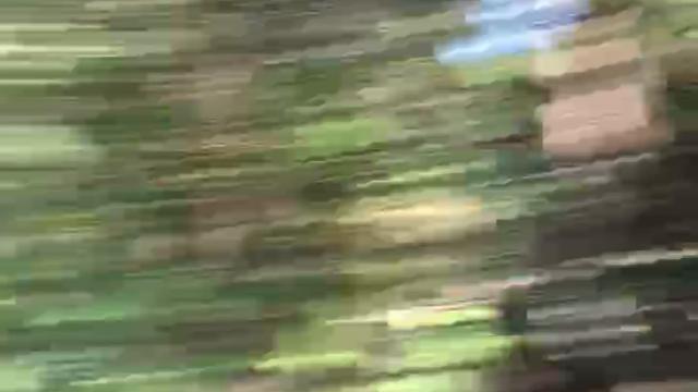 FLORESTA ERÓTICA HEHEHE 