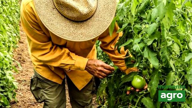 Mercado da agricultura orgânica cresce no Brasil