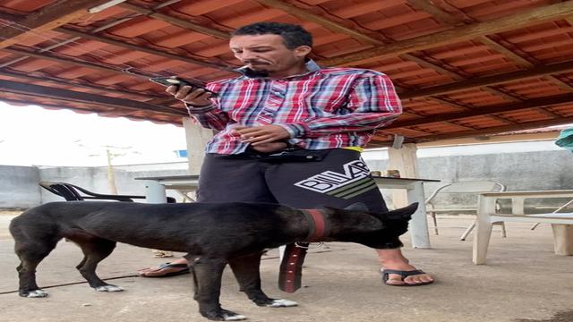 A pantera é muito oportunista.