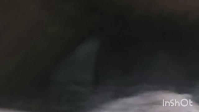 Encontrei este puto no ônibus,  trouxe para casa e d...