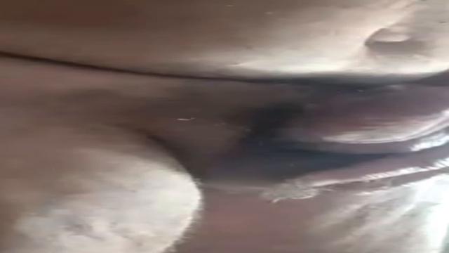 Delícia paizao urso peludo vídeo inédito cinquentão 