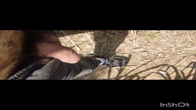 Andando com o pau pra fora na trilha.