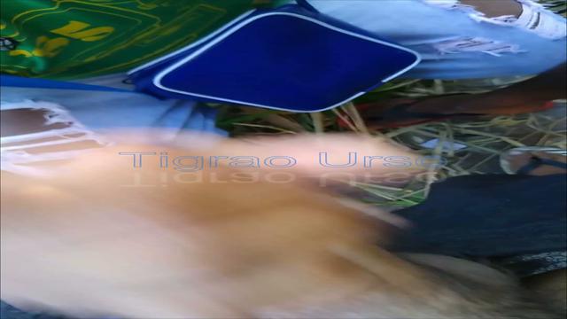 Volta dos que não foram 