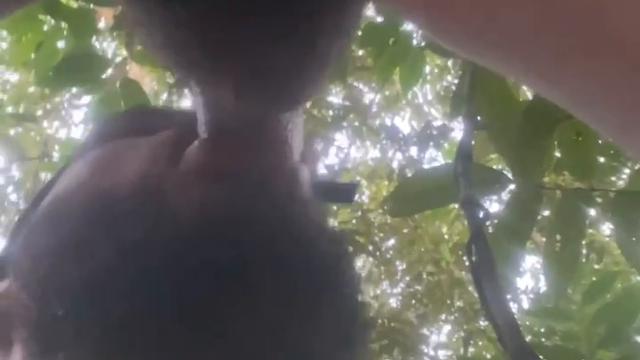 Extraindo leite V167