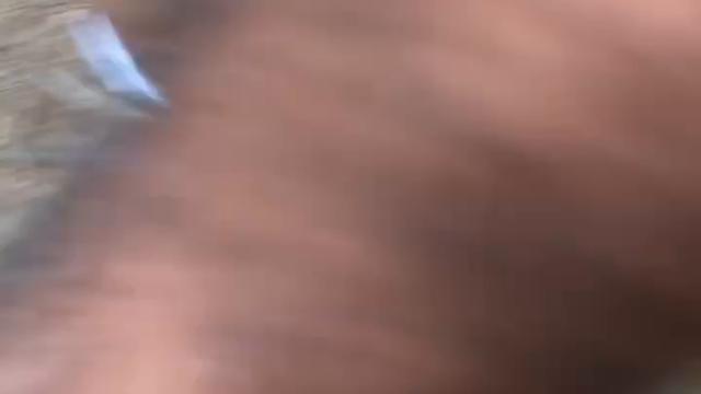 O mijao no parque da cidade