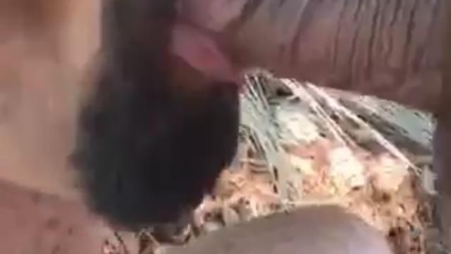 Mamei o vovô depois o mesmo me comeu 