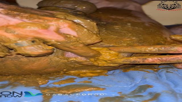 3 porcos | ScatmanSP