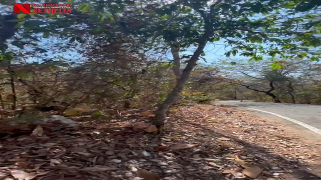 In CUIABA MT in the park