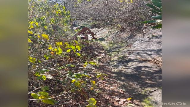 Peguei no flagra dos cara fudendo na trilha 