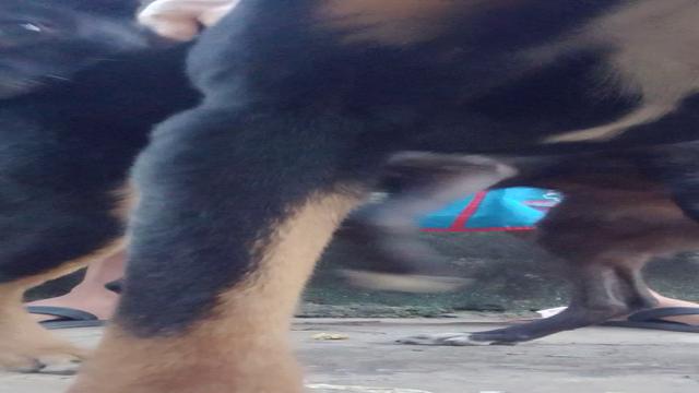 O Gambiarra e a Pantera atacam novamente.