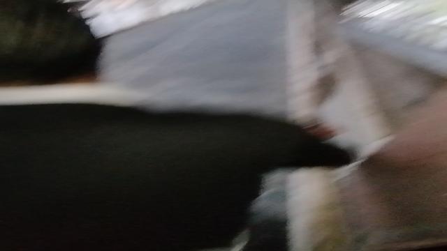 Macetando o puto na passarela parte ii 