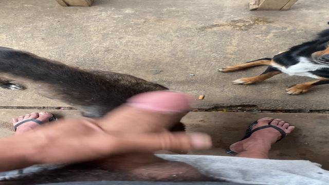 O gambiarra e a pantera vieram tomar seu café da manhã. 