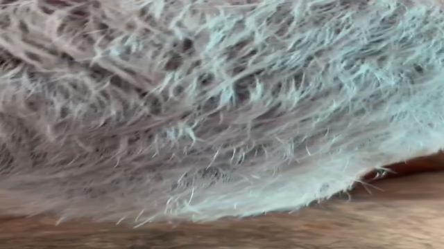 HAIRY CHEST LIABILITY