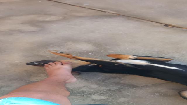 O Gambiarra adora brincar com meus pés.