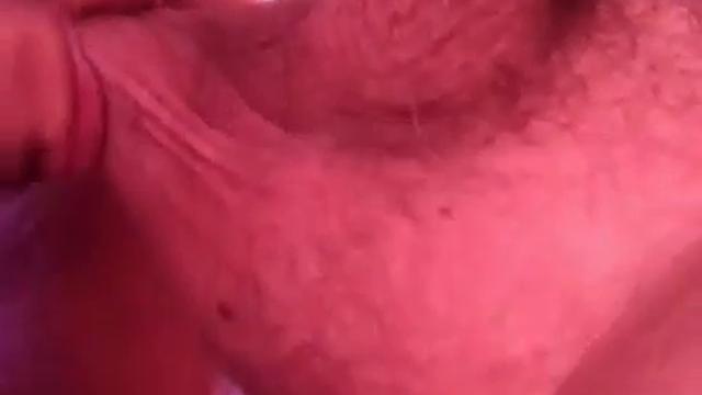 Little dog licking sack and cock