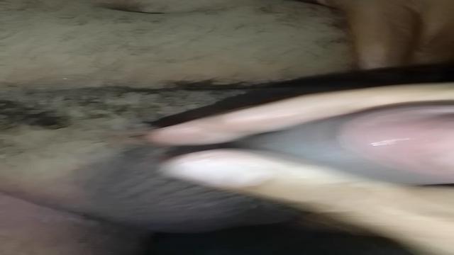 Sex