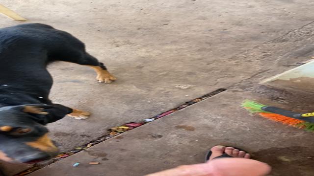 O Gambiarra ficou todo leitado 