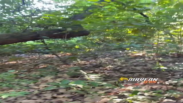 Rapidinha No Matagal 