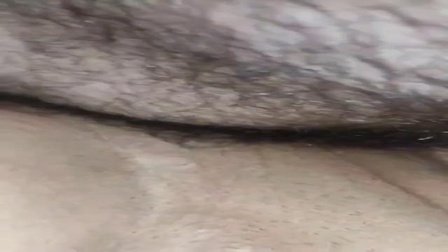 Esse cu estava faminto