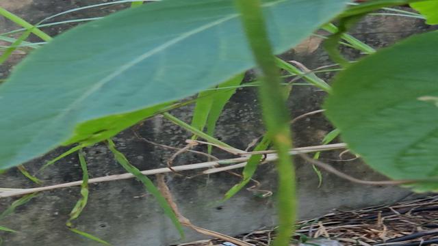 Novinho baiano me fudendo no mato com amigos
